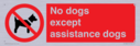no-dogs-except-assistance-dogs~